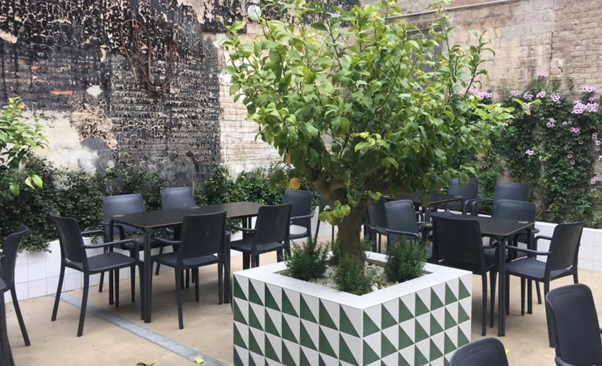 limones en el patio